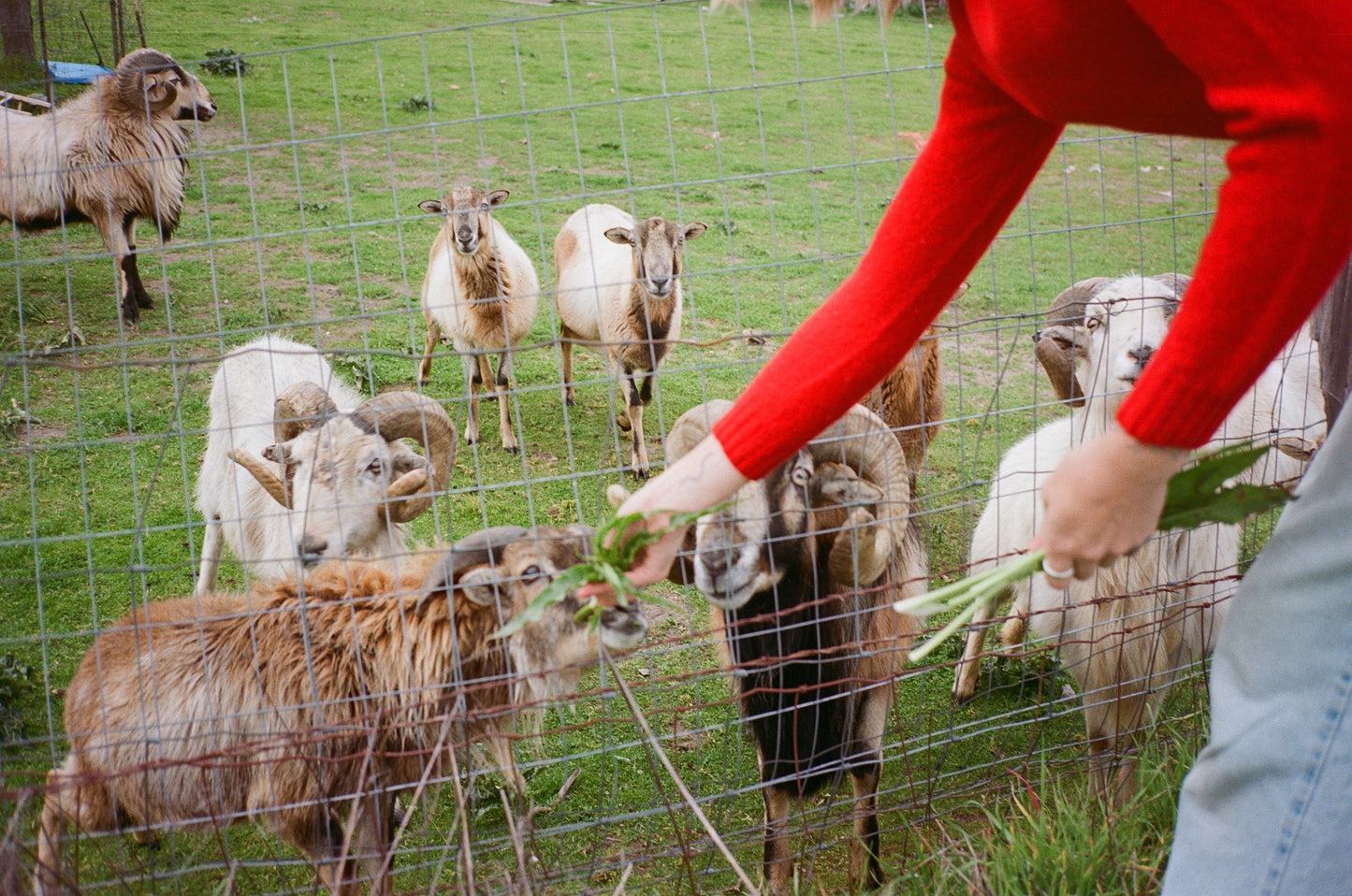 red wool jumper